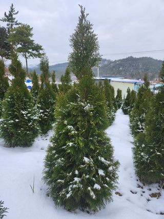 진도힐링농원님의 자유주제 · 칭찬해요 작성글 사진