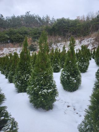 진도힐링농원님의 자유주제 · 칭찬해요 작성글 사진