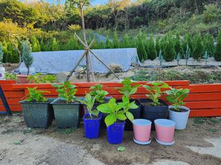 진도힐링농원님의 자유주제 · 칭찬해요 작성글 사진