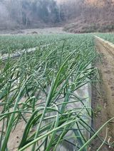 팜모닝 양파·자유게시판 게시글 이미지