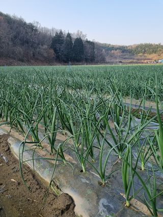 이재진님의 양파 · 자유게시판 작성글 사진