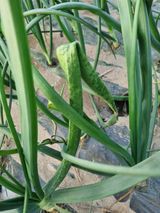 팜모닝 양파·병해충상담 게시글 이미지