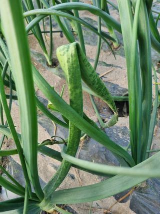 이재진님의 양파 · 병해충상담 작성글 사진