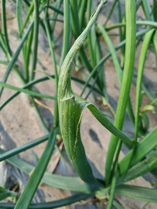 이재진님의 양파 · 병해충상담 작성글 사진