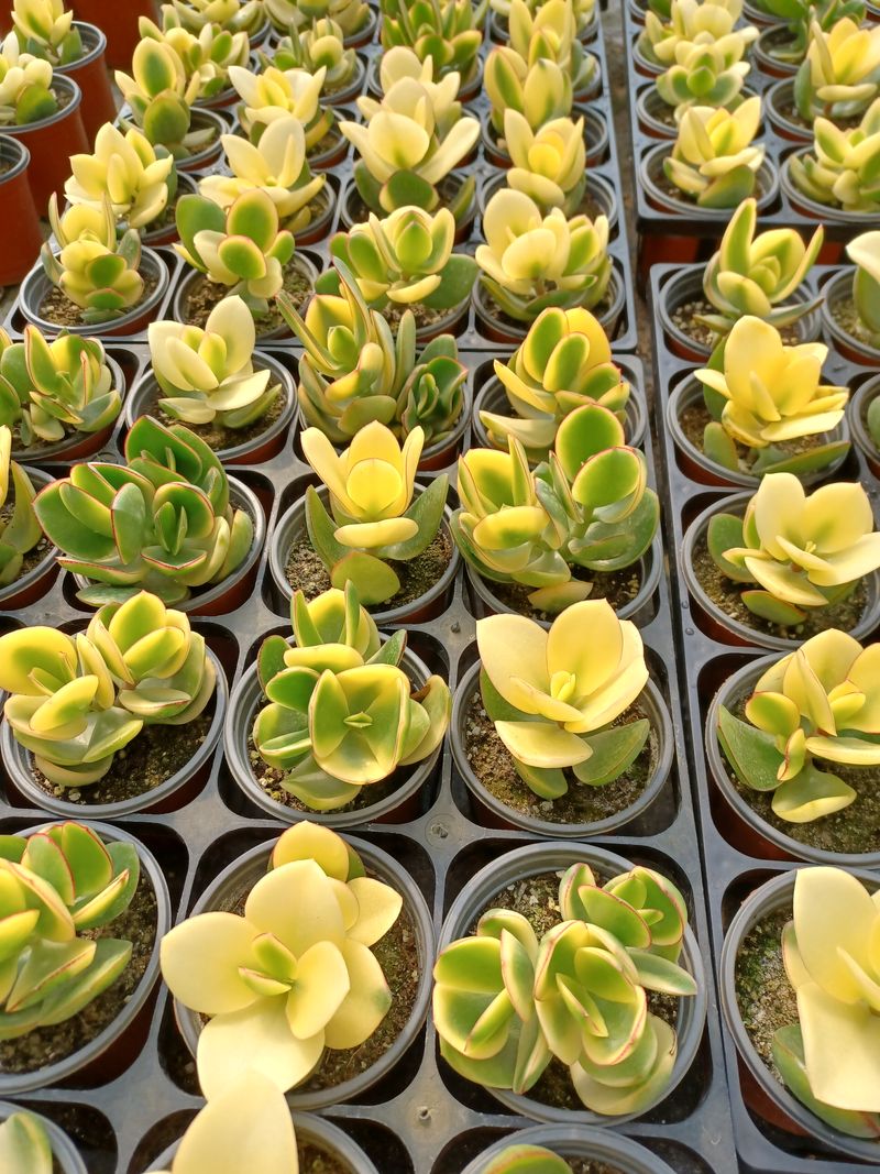 장터 상품 [다육이 500g] 썸네일