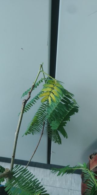 팩령님의 기타작물 · 병해충상담 작성글 사진