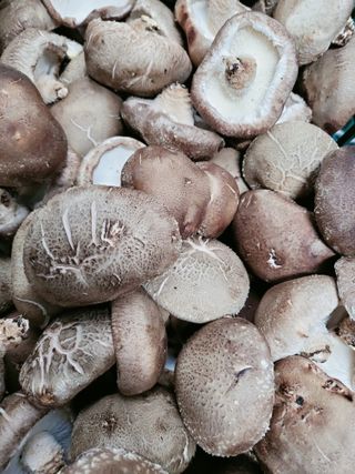 포동포동표고버섯농장님의 작성글 사진