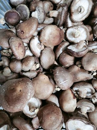 포동포동표고버섯농장님의 작성글 사진