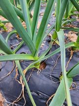 팜모닝 마늘·일상 게시글 이미지