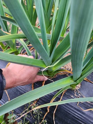 최승일님의 마늘 · 일상 작성글 사진