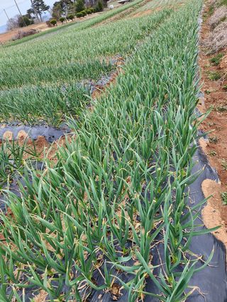 최승일님의 마늘 · 일상 작성글 사진