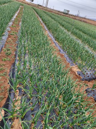 최승일님의 마늘 · 일상 작성글 사진