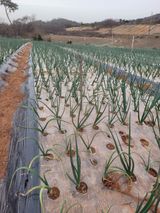 팜모닝 양파·자유게시판 게시글 이미지