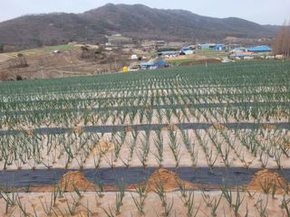 서동열님의 양파 · 자유게시판 작성글 사진