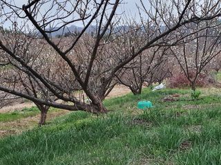 매실향기차향기님의 자유주제 · 사진전 작성글 사진