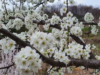 매실향기차향기님의 자유주제 · 사진전 작성글 사진