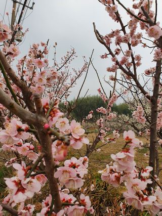 매실향기차향기님의 자유주제 · 사진전 작성글 사진