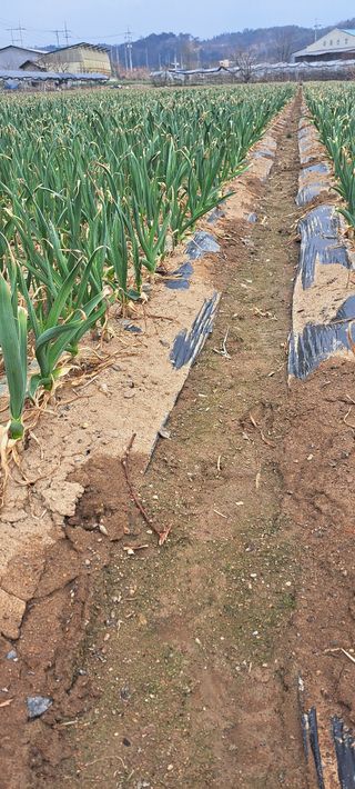 피롤땅지기님의 기타작물 · 자유게시판 작성글 사진