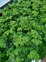 팜모닝 기타작물·자유게시판 게시글 이미지