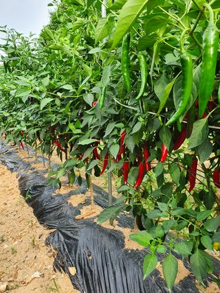 장순영님의 자유주제 · 사진전 작성글 사진