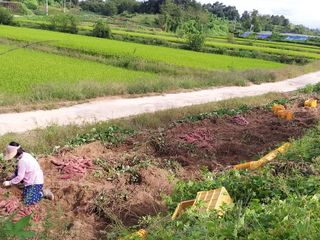 작두콩님의 고구마 · 자유게시판 작성글 사진