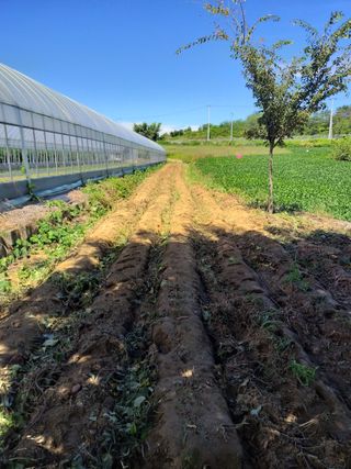 작두콩님의 고구마 · 자유게시판 작성글 사진