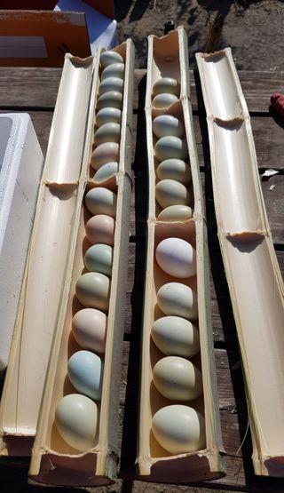 농사꾼 단비님의 자유주제 · 자유게시판 작성글 사진