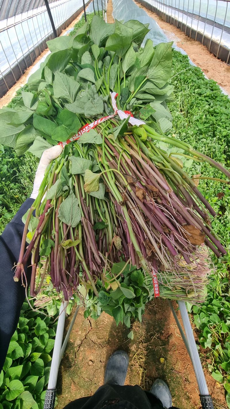 김동수님의 장터 판매 상품 [23 익산 1대 고구마모종(95~100주) 신품종🌱🍠👍] 첨부 사진