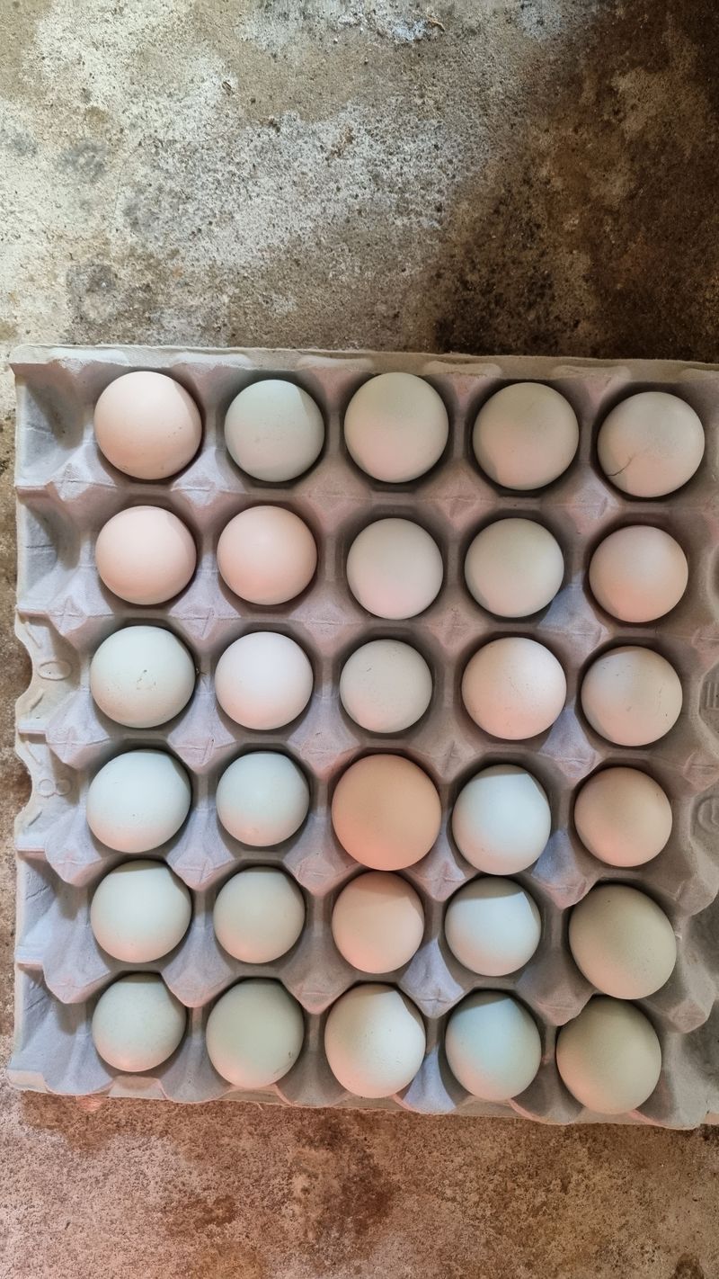 김민철 님의 장터 판매 상품 [청계알,  기러기알, 거위알 예약 판매 합니다 ] 첨부 사진