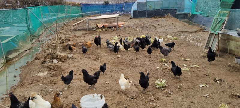 김민철 님의 장터 판매 상품 [청계알,  기러기알, 거위알 예약 판매 합니다 ] 첨부 사진