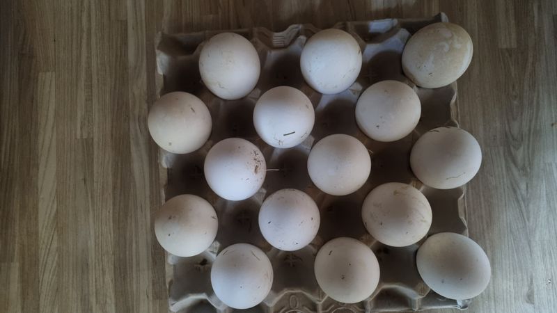 김민철 님의 장터 판매 상품 [청계알,  기러기알, 거위알 예약 판매 합니다 ] 첨부 사진