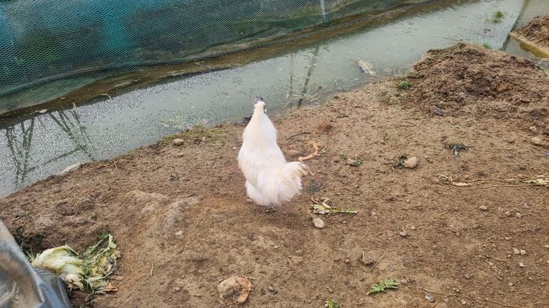 김민철 님의 장터 판매 상품 [청계알,  기러기알, 거위알 예약 판매 합니다 ] 첨부 사진