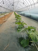 팜모닝 오이·자유게시판 게시글 이미지