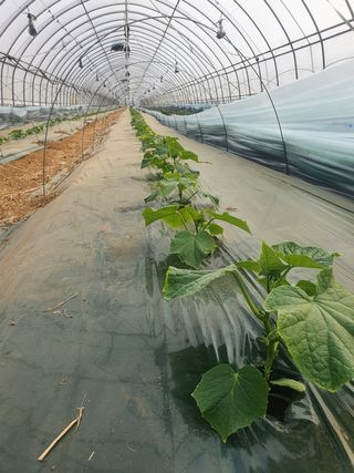 김인선님의 오이 · 자유게시판 작성글 사진