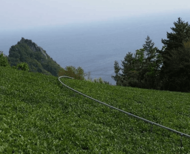 김승현님의 장터 판매 상품 [🌱울릉도 삼나물 눈개승마/부지깽이 나물 생채/명이나물 산마늘 생채] 첨부 사진