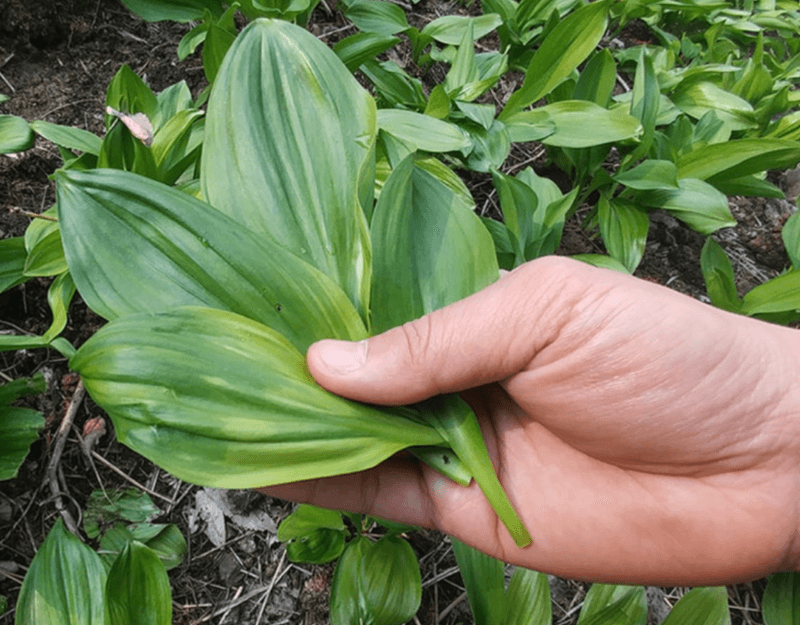 김승현님의 장터 판매 상품 [🌱울릉도 삼나물 눈개승마/부지깽이 나물 생채/명이나물 산마늘 생채] 첨부 사진