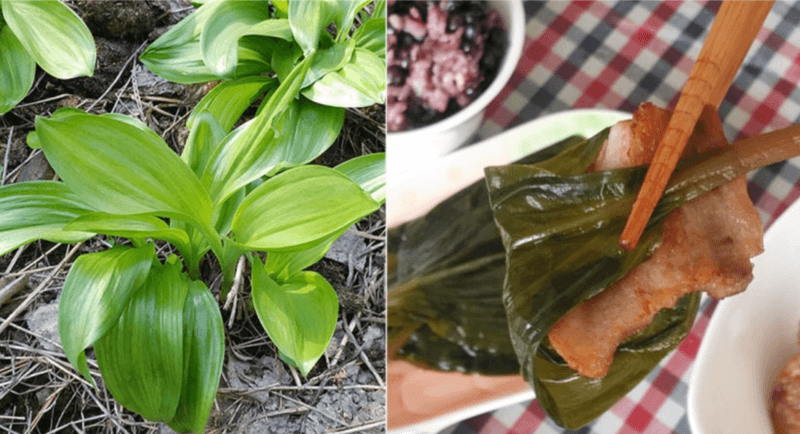 김승현님의 장터 판매 상품 [🌱울릉도 삼나물 눈개승마/부지깽이 나물 생채/명이나물 산마늘 생채] 첨부 사진