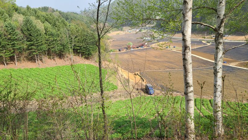 차현석님의 장터 판매 상품 [명이나물1kg] 첨부 사진