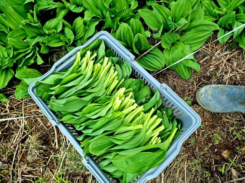 장터 상품 [명이나물1kg] 썸네일