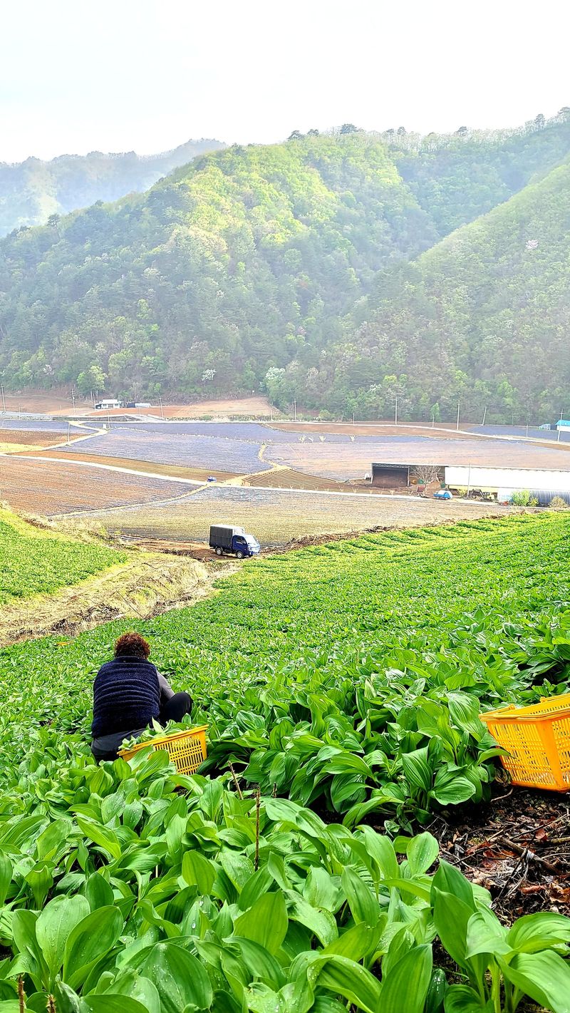 차현석님의 장터 판매 상품 [명이나물1kg] 첨부 사진