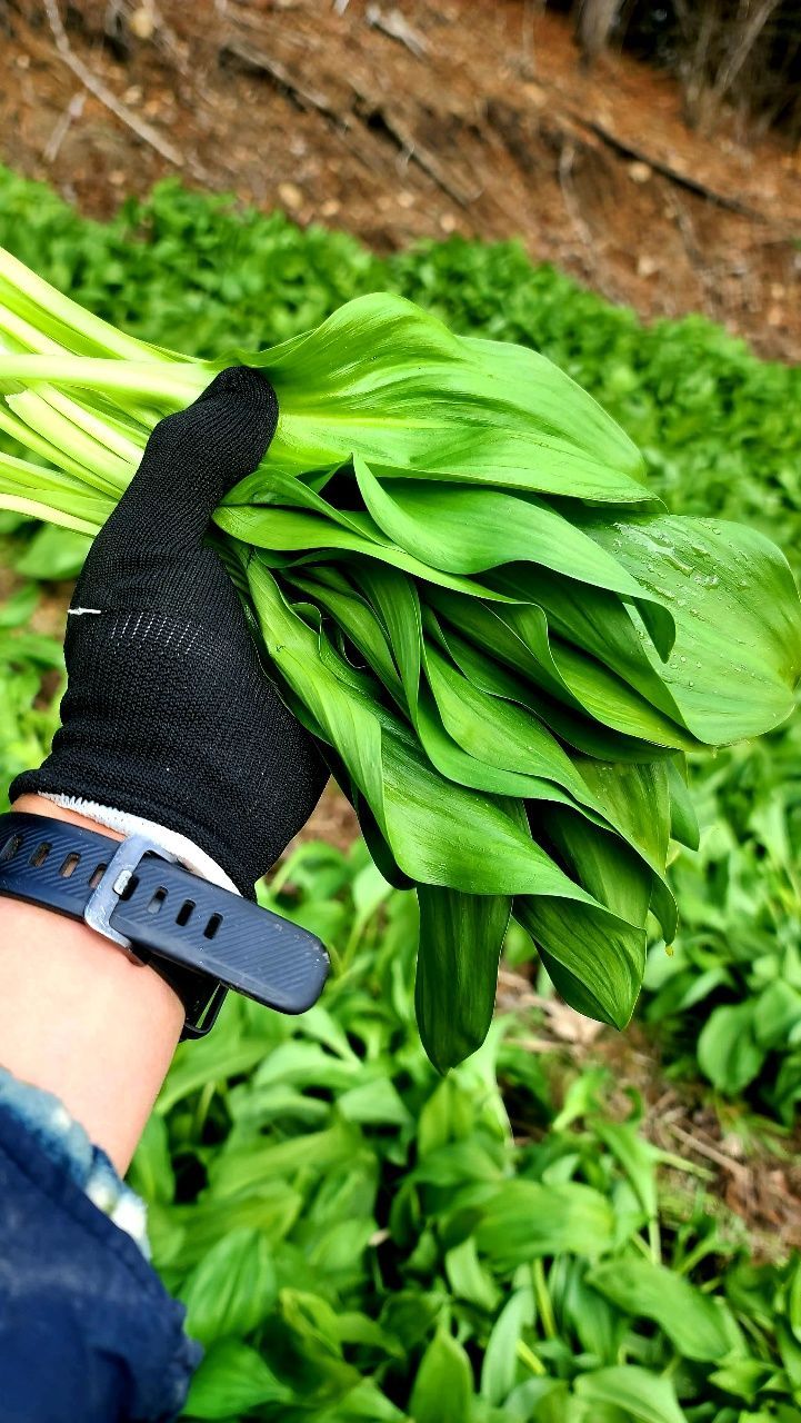 차현석님의 장터 판매 상품 [명이나물1kg] 첨부 사진