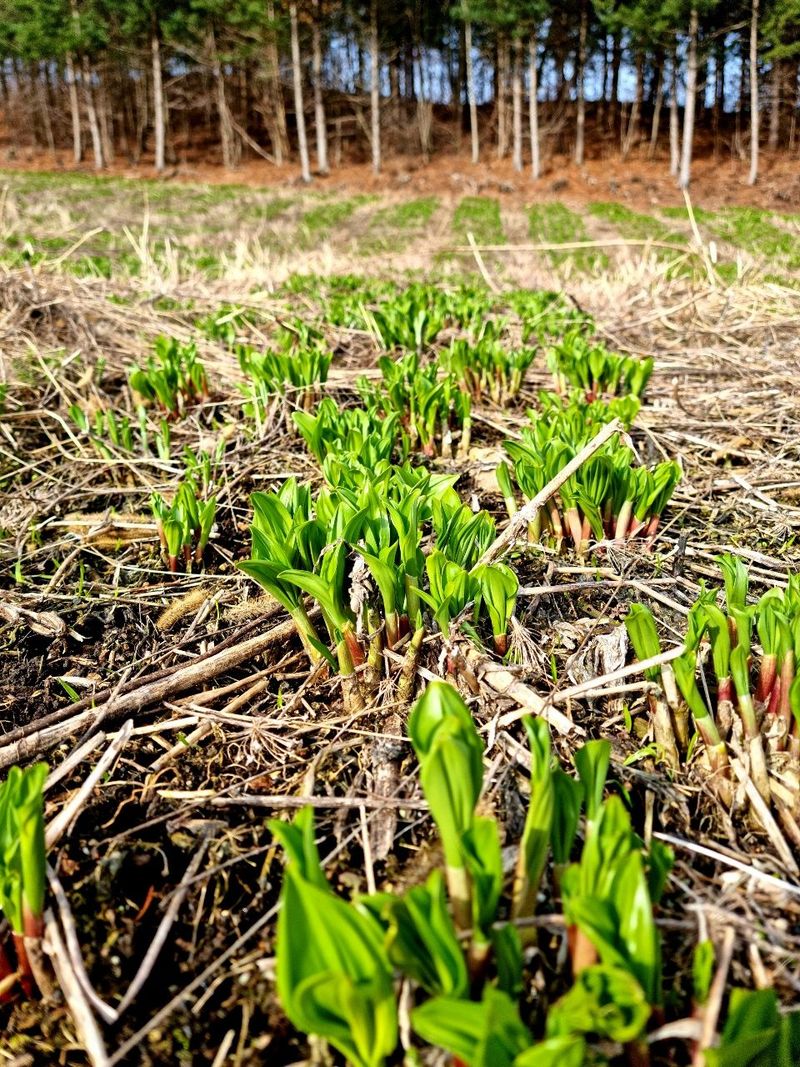 차현석님의 장터 판매 상품 [명이나물1kg] 첨부 사진
