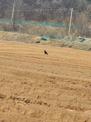 류승원님의 농기계정보 · 자유게시판 작성글 사진