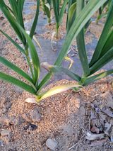 팜모닝 마늘·병해충상담 게시글 이미지