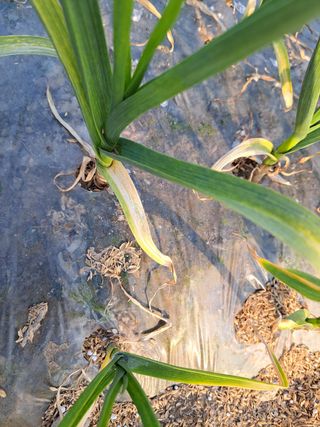 김명웅님의 마늘 · 병해충상담 작성글 사진