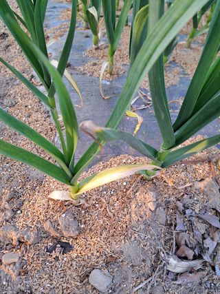 김명웅님의 마늘 · 병해충상담 작성글 사진