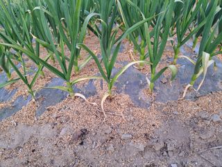 김명웅님의 마늘 · 병해충상담 작성글 사진