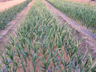 김명웅님의 마늘 · 병해충상담 작성글 사진