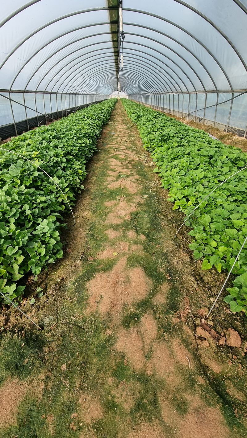 김동수님의 장터 판매 상품 [23 익산 1대 고구마모종 1단(95~100주)🌱🍠👍] 첨부 사진