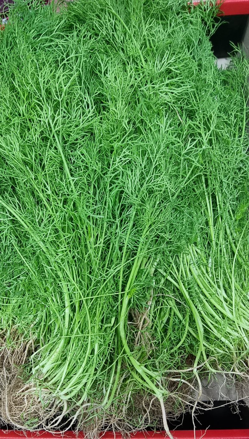 장터 상품 [딜 (팍실라우) 향채소] 썸네일